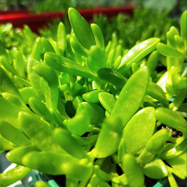 Delosperma nubigenum 