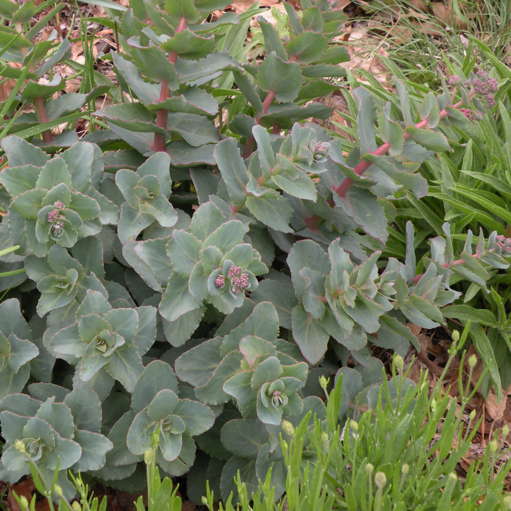 Sedum Hab Grey