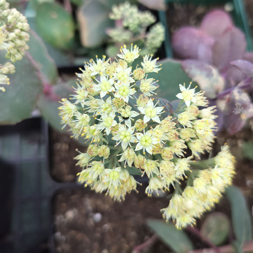 Sedum Hab Grey