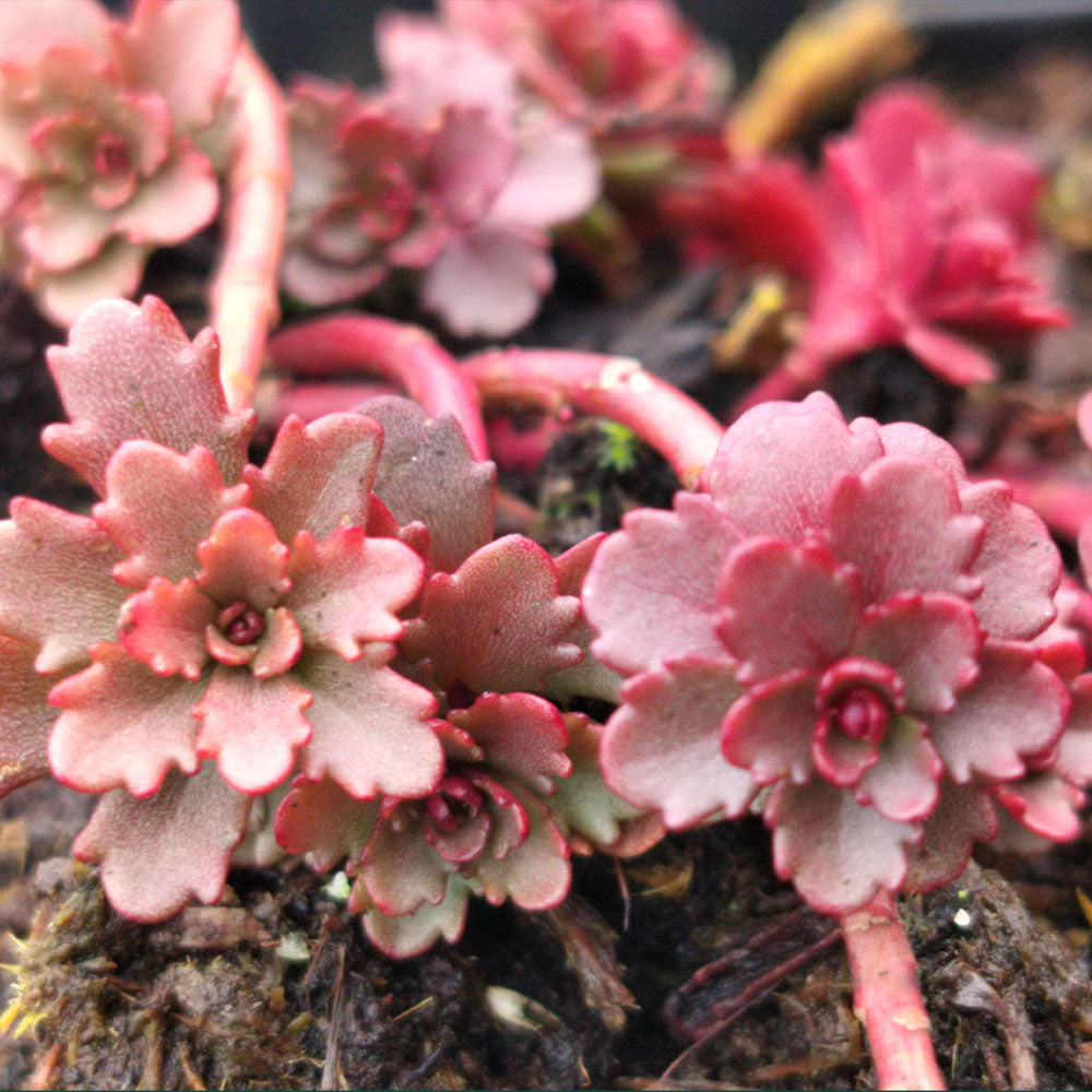 Sedum kamtschaticum 