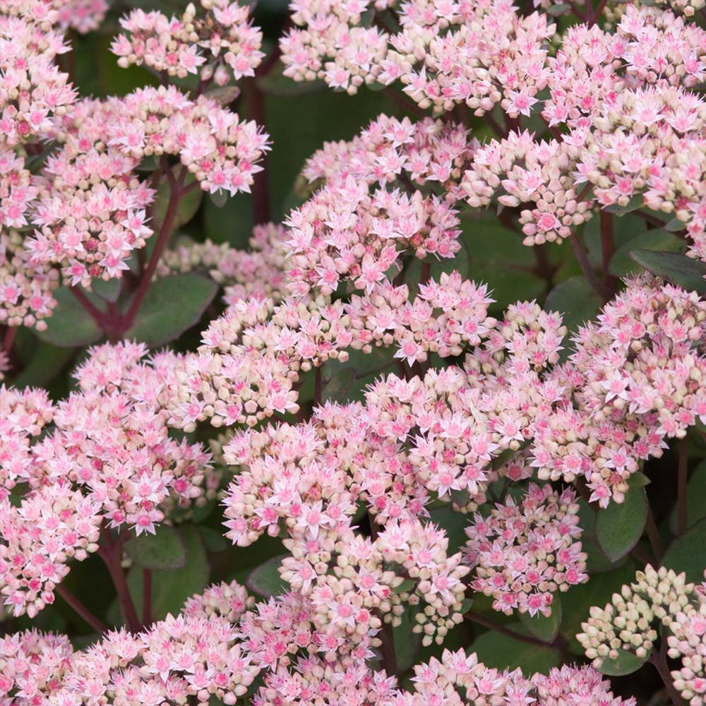 Hylotelephium spectabile 'Matrona'