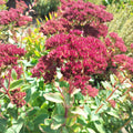 Sedum Matrona