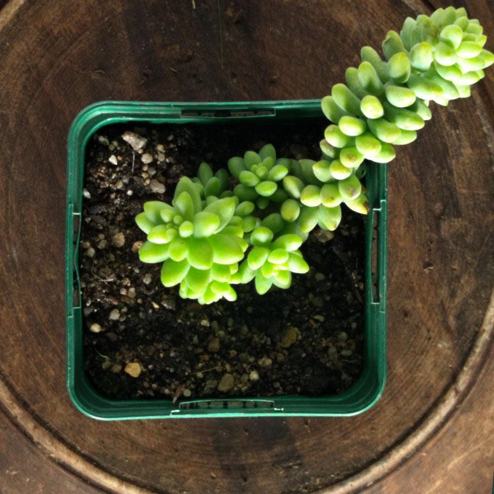 Sedum morganianum 'Burrito' 