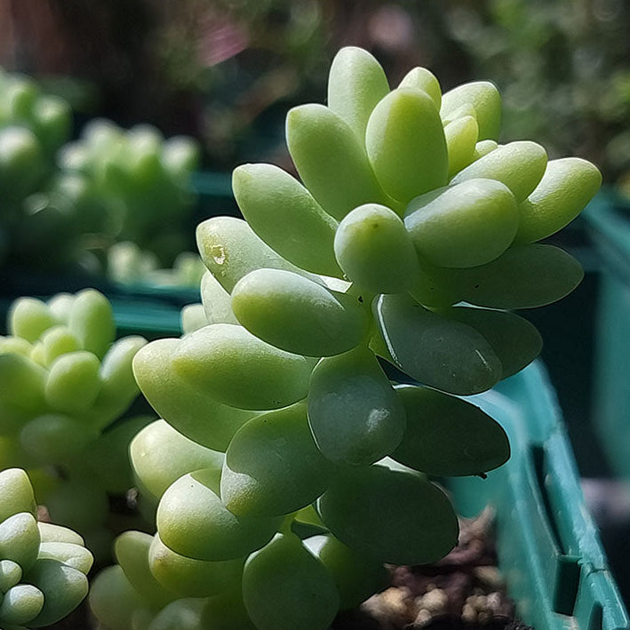 Sedum morganianum 'Burrito'
