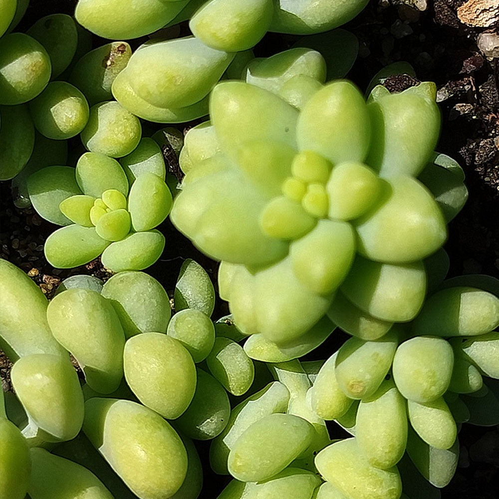 Sedum morganianum 'Burrito' 