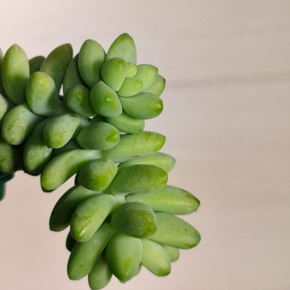 Sedum morganianum 'Burrito' 
