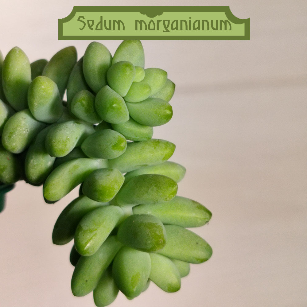Sedum morganianum