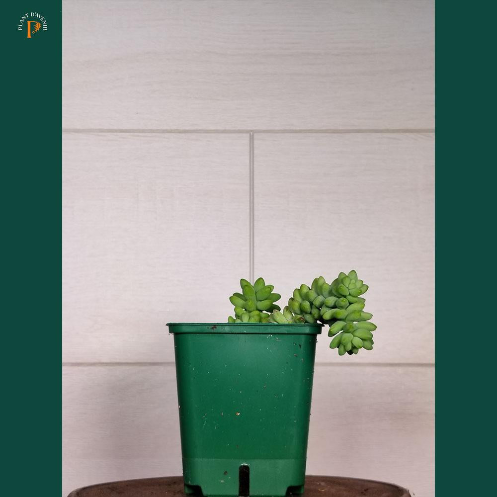 Sedum morganianum 'Burrito' 