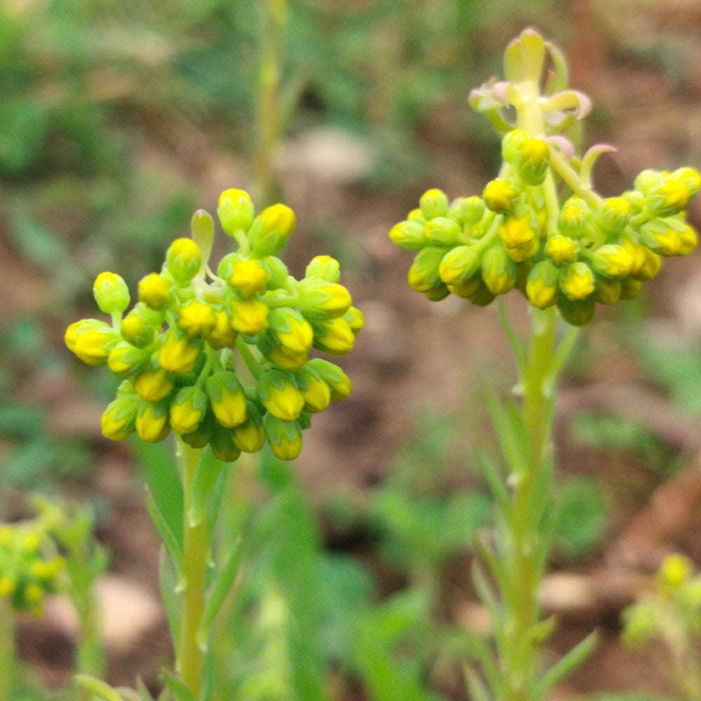 Sedum ochroleucum 'Boule Verte'