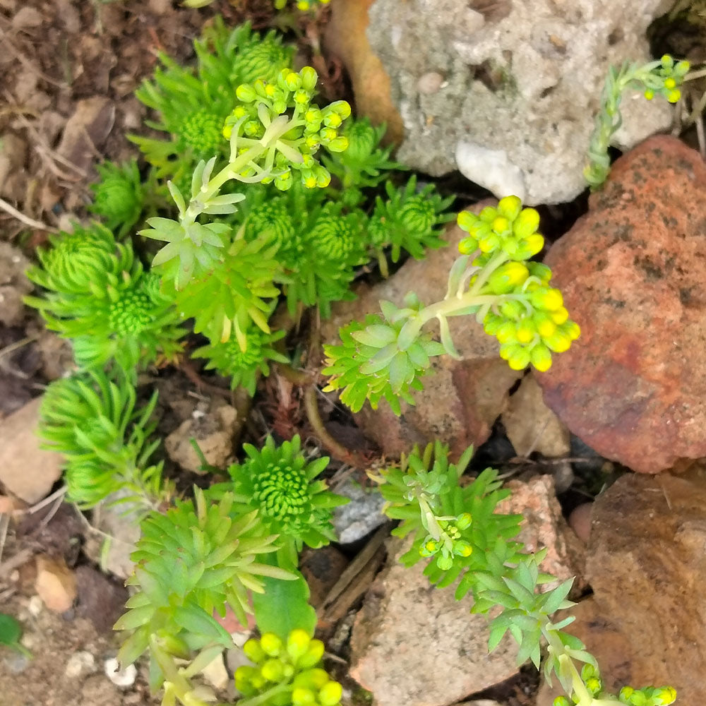 Sedum ochroleucum 'Boule Verte'