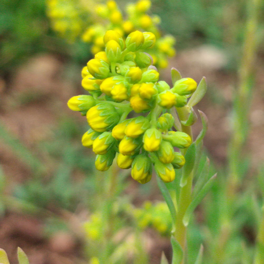Sedum ochroleucum 'Boule Verte'
