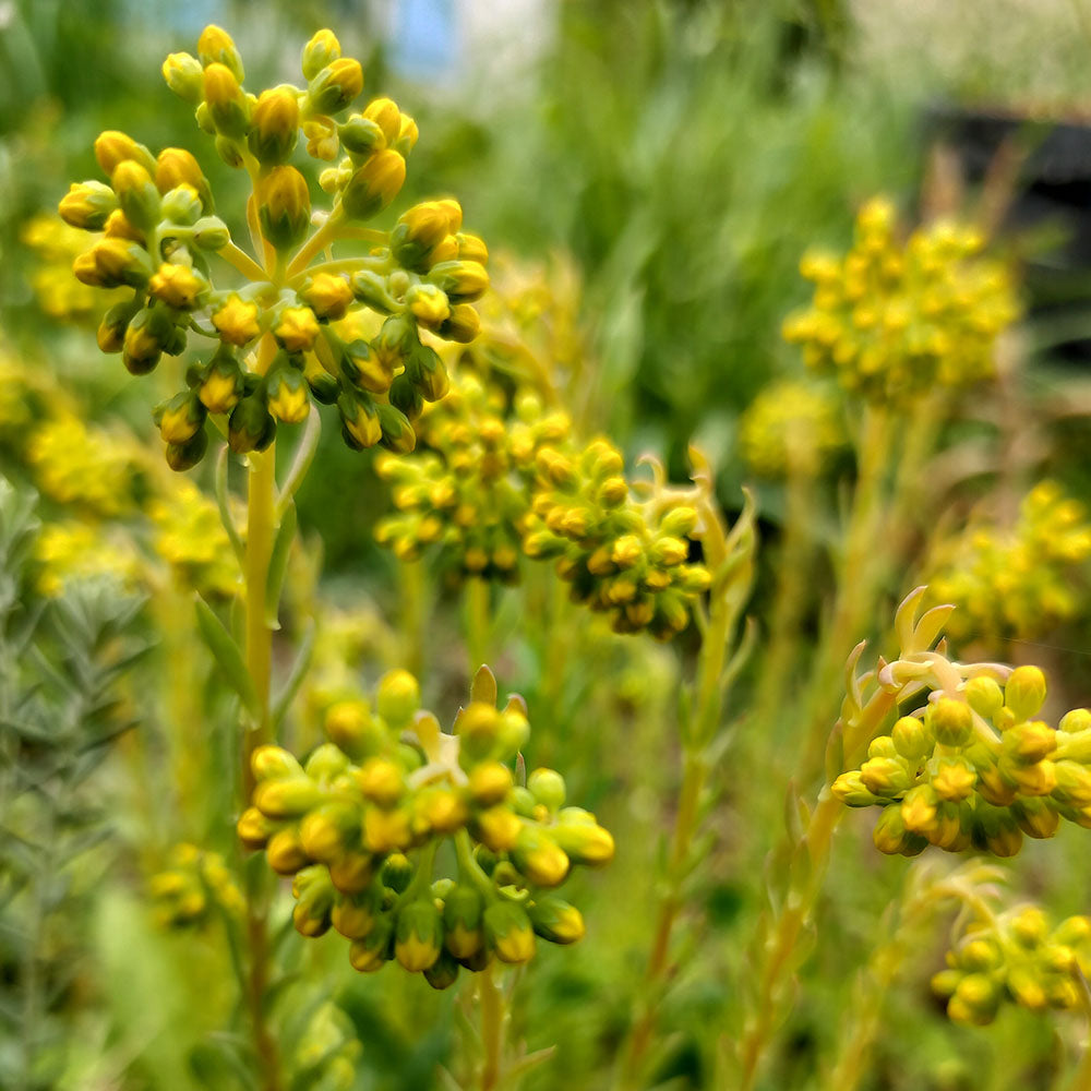 Sedum ochroleucum 'Boule Verte'