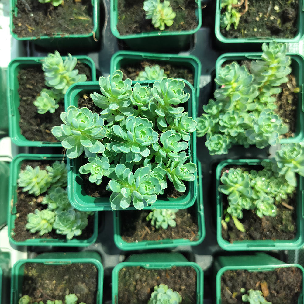 Sedum pachyclados 
