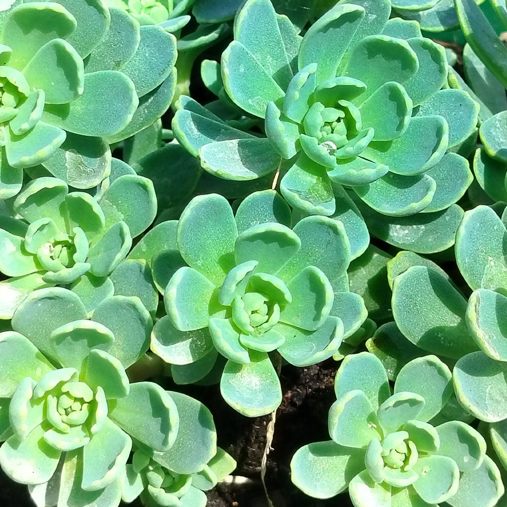 Sedum pachyclados