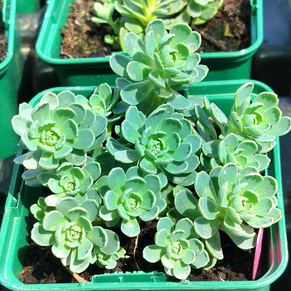 Sedum pachyclados 