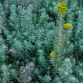 Sédum réfléchi 'Glaucum'