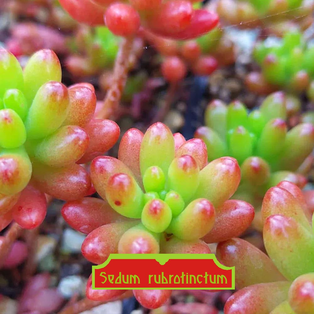 Sedum rubrotinctum