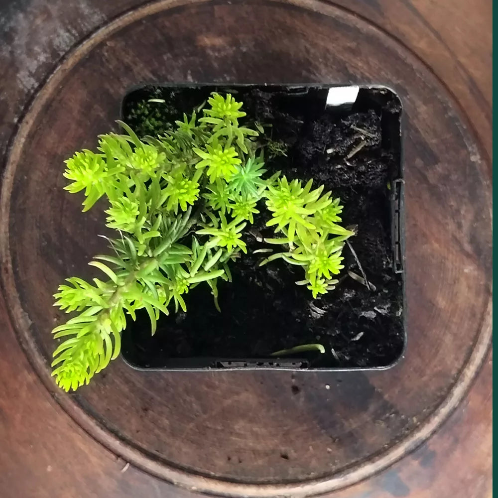 Sedum rupestre Angelina