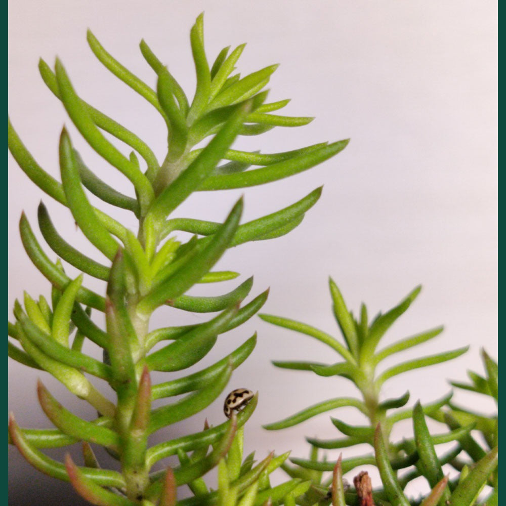 Sedum rupestre Angelina