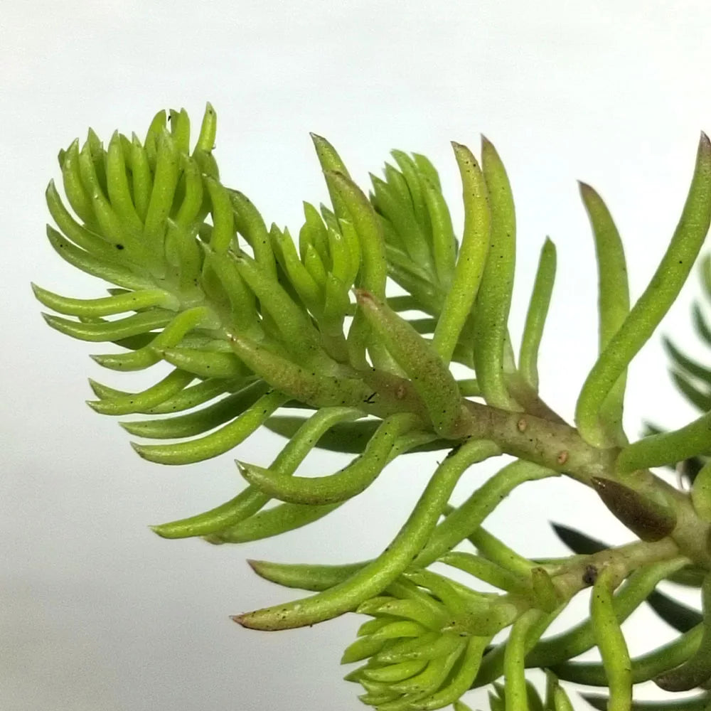 Sedum rupestre Angelina