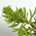 Sedum rupestre Angelina