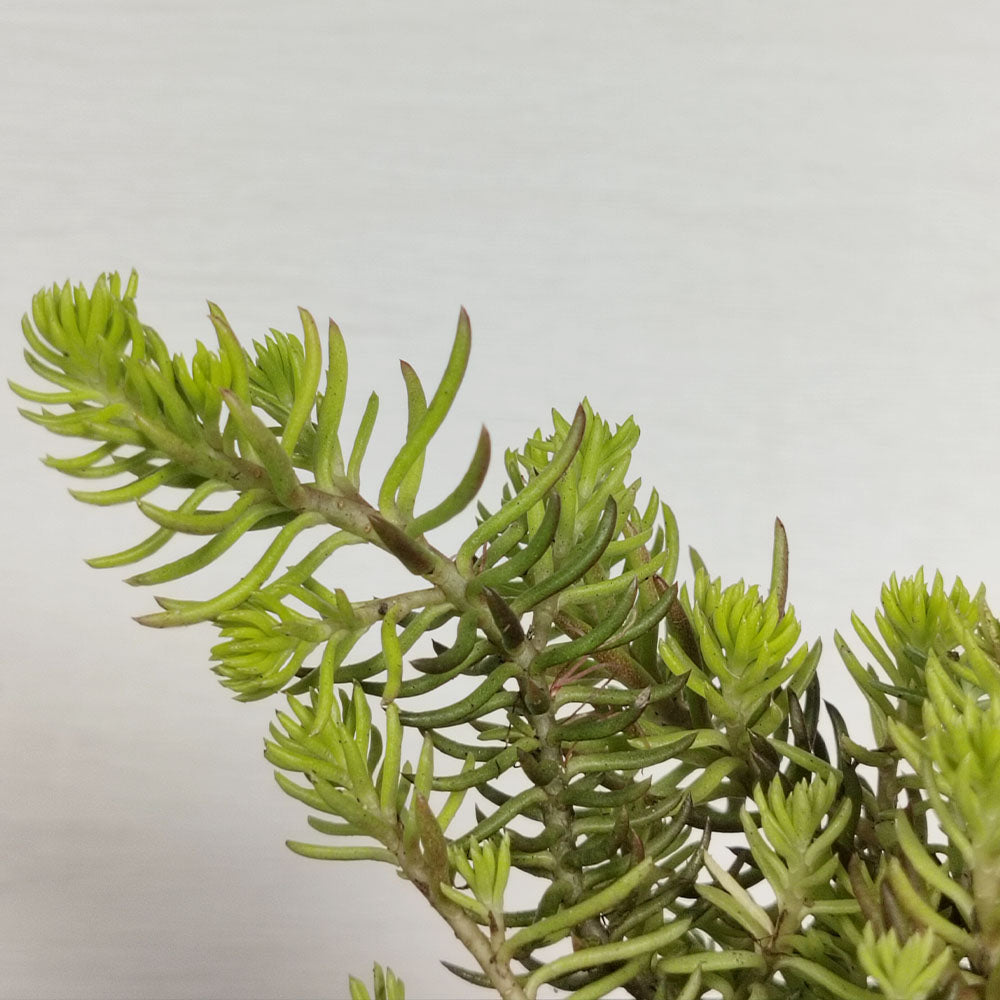 Sedum rupestre 'Angelina'