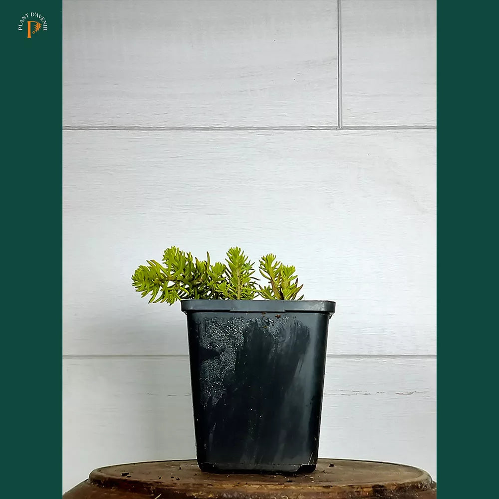 Sedum rupestre Angelina