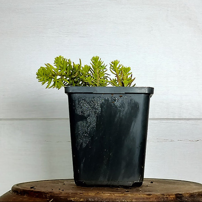 Sedum rupestre 'Angelina'