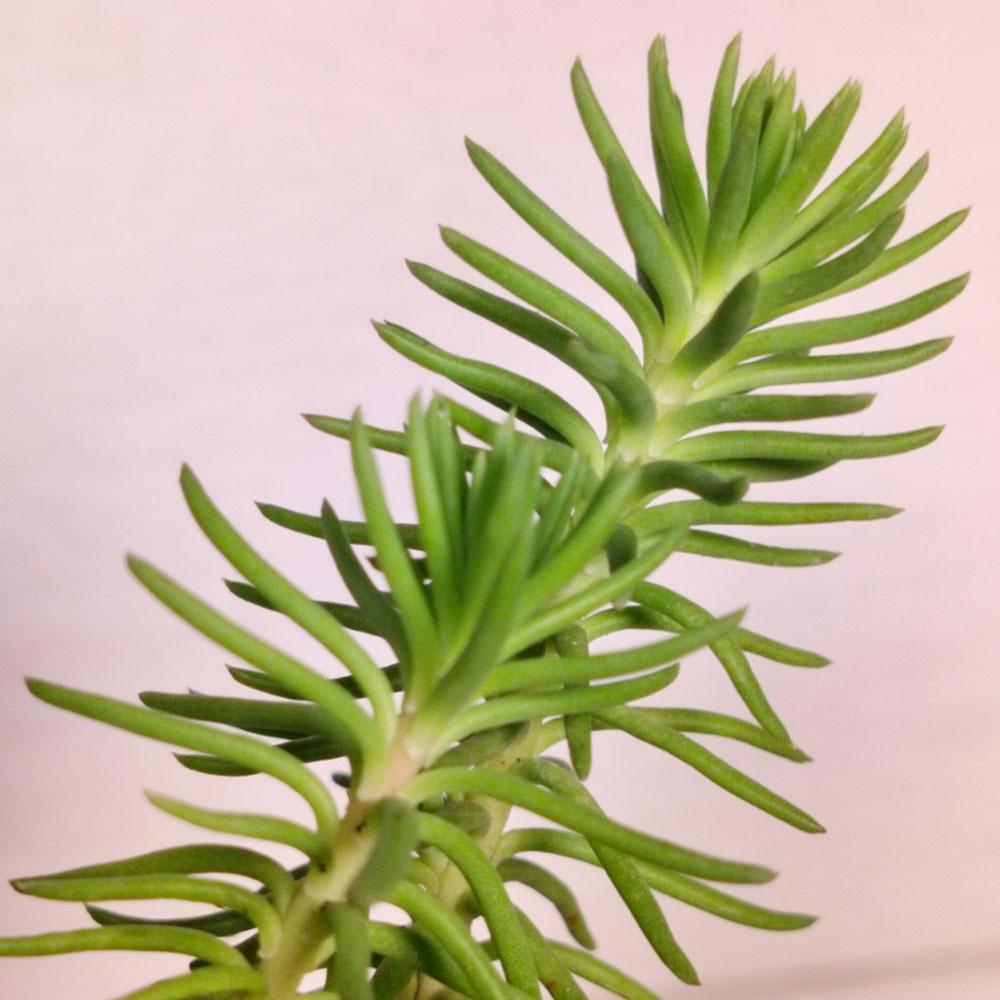 succulent with needle like leaves Sedum rupestre – succulente couvre-sol feuillage vert – plant d'Avenir