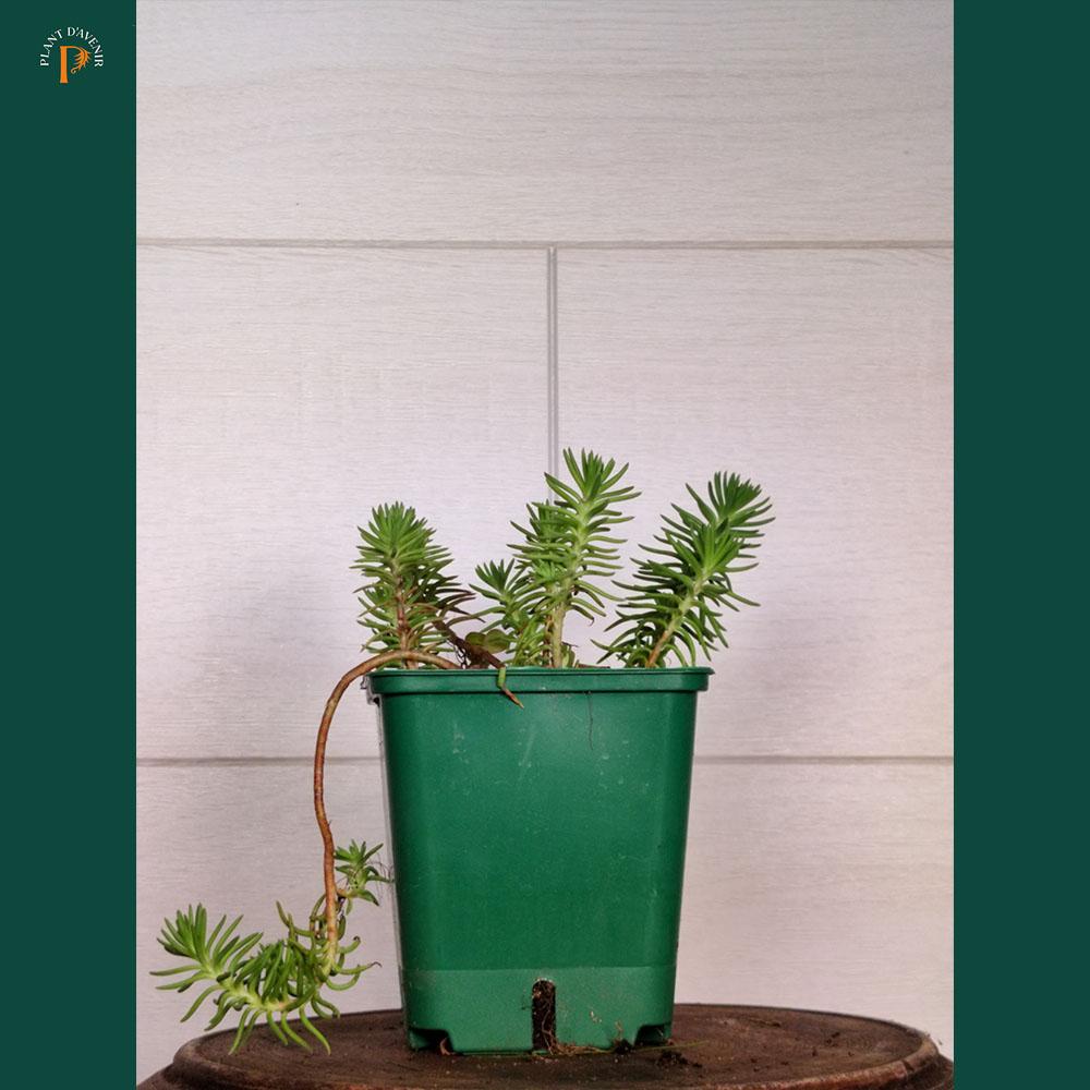 Sedum rupestre 