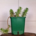 Sedum rupestre 