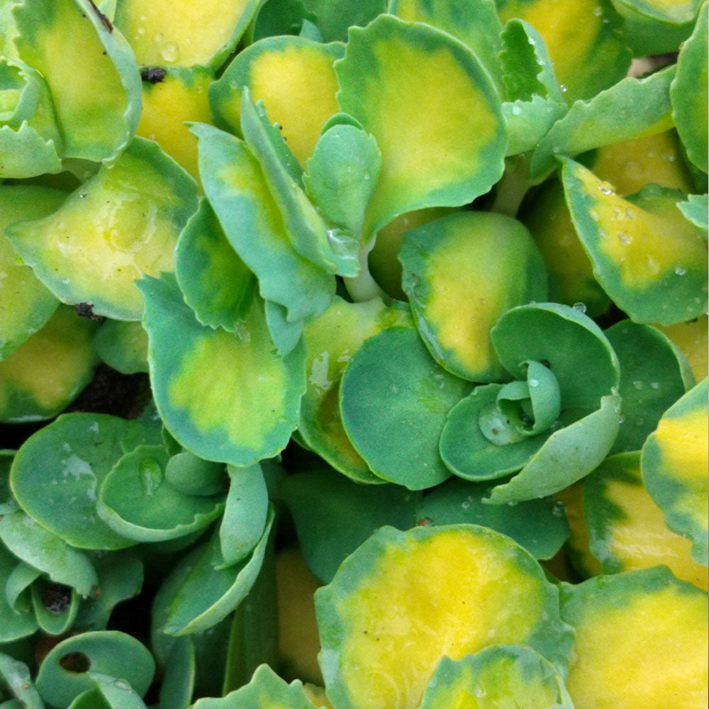 Sedum spectabile Variegatum