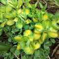 Sedum spectabile Variegatum