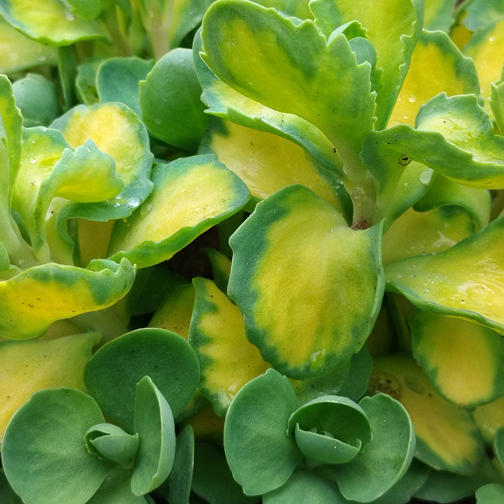 Sedum spectabile Variegatum