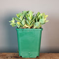 Sedum spectabile septembreglut 