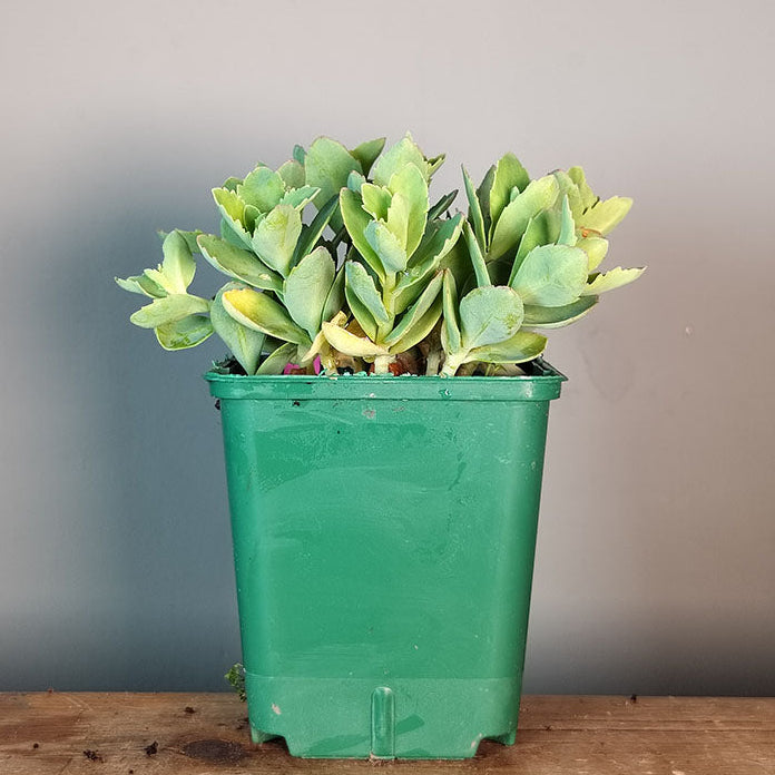 Sedum spectabile septembreglut 