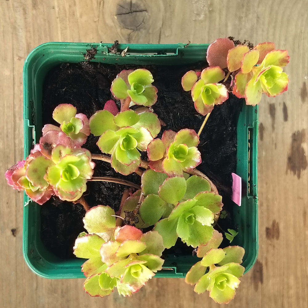 Sedum spurium