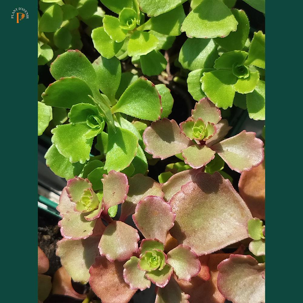 Sedum spurium