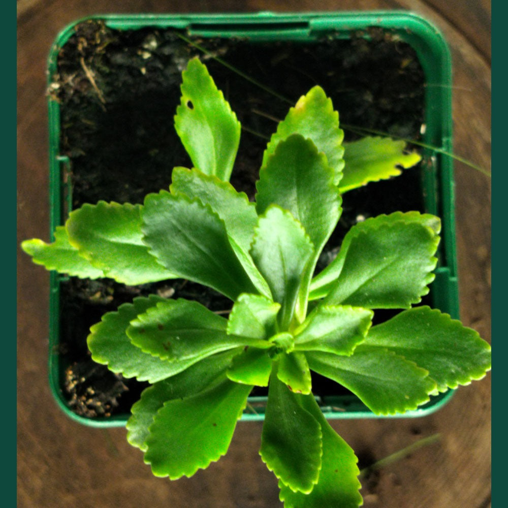 Sedum "Weihenstephaner Gold"