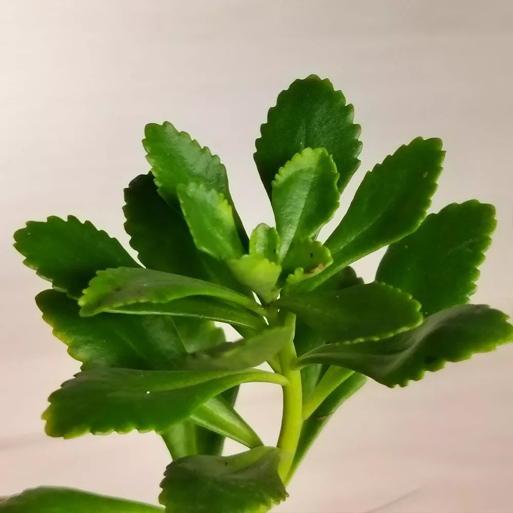 Sedum "Weihenstephaner Gold"