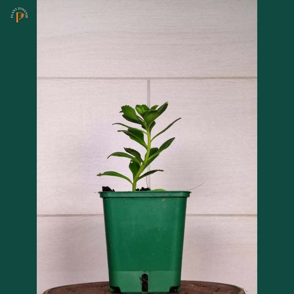 Sedum "Weihenstephaner Gold"