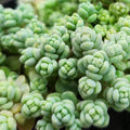 Sedum dasyphyllum