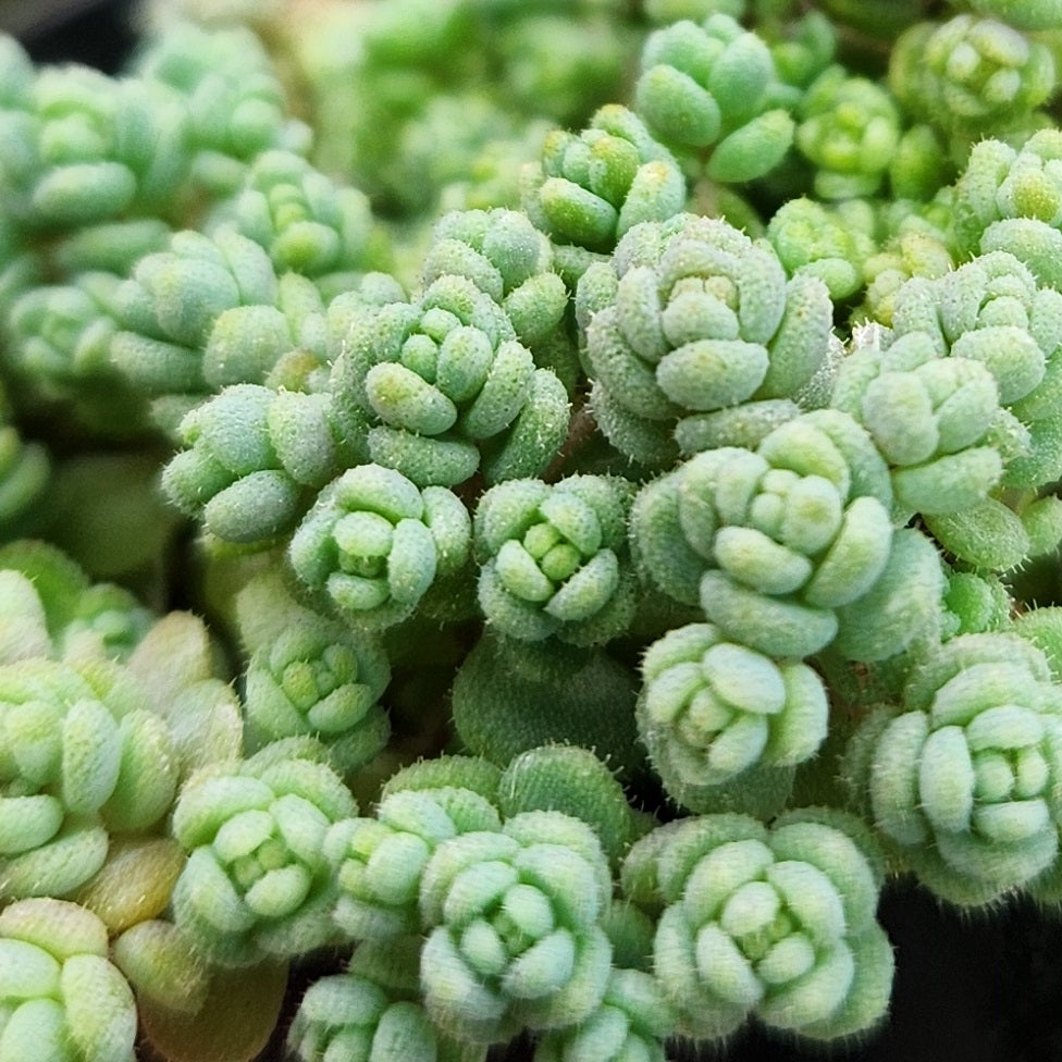 Sedum dasyphyllum