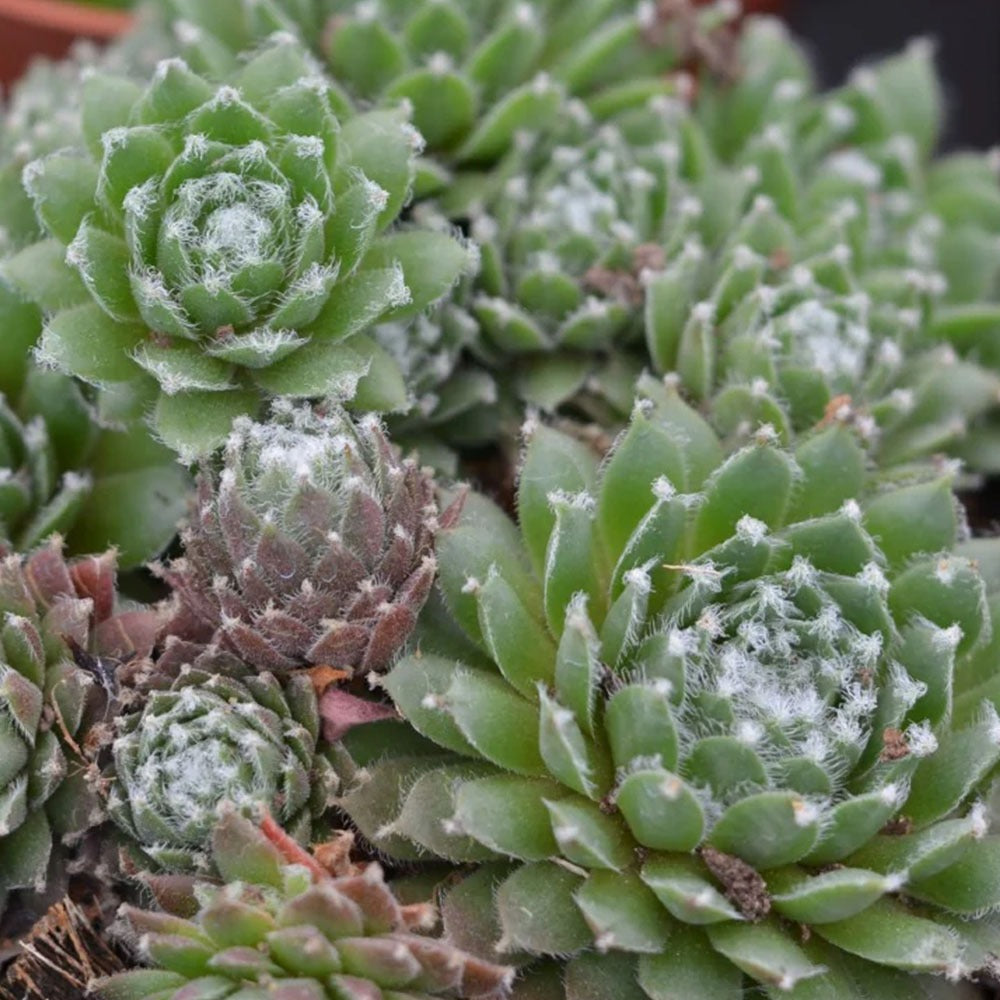Sempervivum arachnoideum x tectorum 