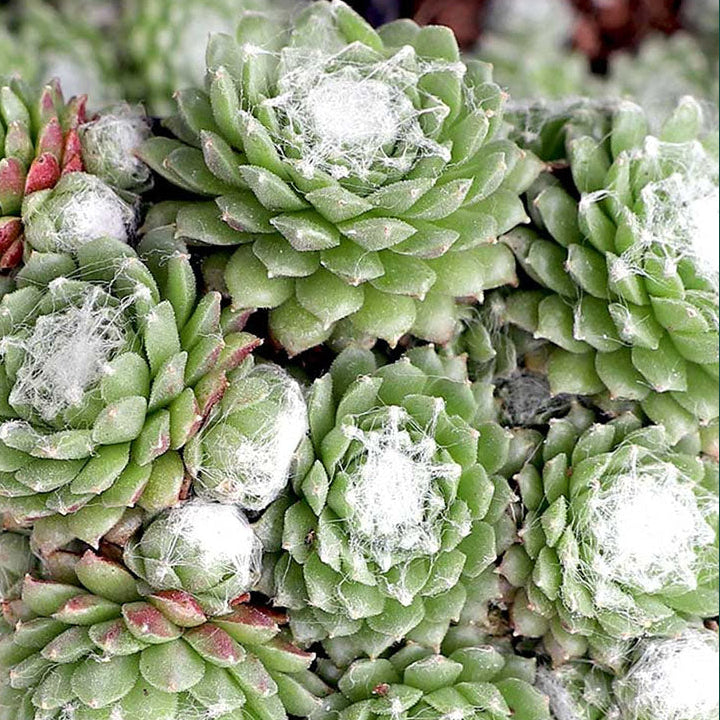 Sempervivum arachnoideum x tectorum 
