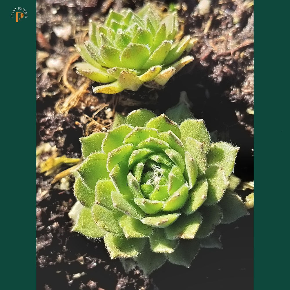 Sempervivum arachnoideum x tectorum 