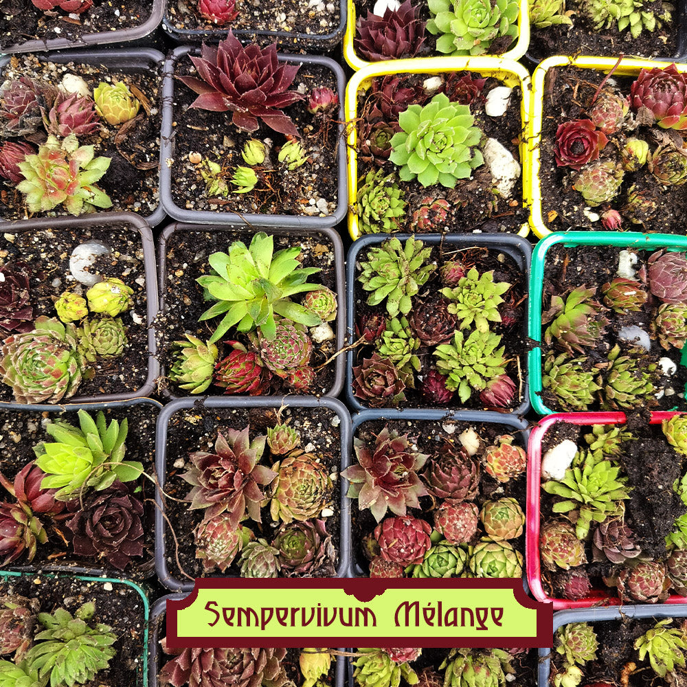 Sempervivum Medley