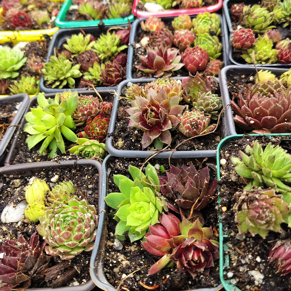 Sempervivum Medley