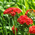 Silene chalcedonica
