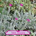 Silene coronaria